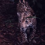 Secret Night Walk in Tortuguero - Exploring the Night in Tortuguero: A Complete Review