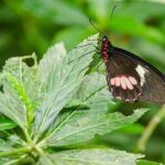 Selvatura Park Eco Adventure Tour of Monteverde - Who Should Consider This Tour?