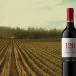 Sensory Journey: Visit to the Santa Rita vineyards - What Makes Santa Rita Special