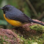 Shared 5 Hours Monteverde Bird Watching - Who Would Love This Tour?