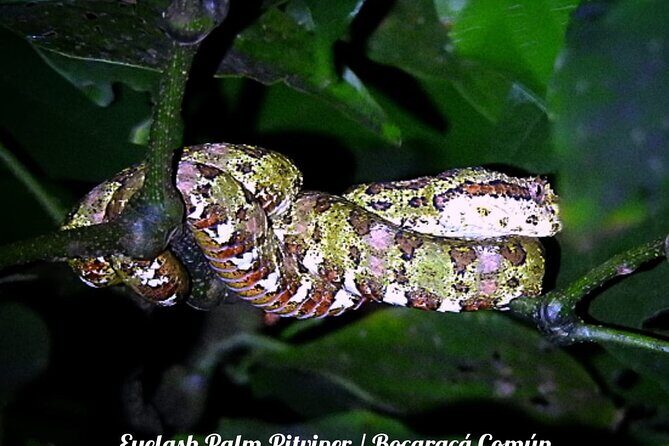 Shared Monteverde Night Tour - Who Will Appreciate This Tour?