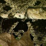 Shared Night Tour Forest Experience in Manuel Antonio - Final Thoughts