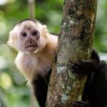 Shore Excursion: Caribbean Highlights Tour from Limon - Final Thoughts: A Well-Rounded Caribbean Experience