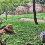 Shore Excursion from Buenos Aires Port: Temaikèn Day Trip - A Closer Look at the Experience