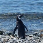 Shore Excursion: Magellan Penguins Natural Reserve in Magdalena Island from Punta Arenas - What You Can Expect from the Tour