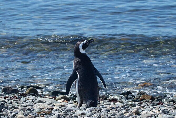 Shore Excursion: Magellan Penguins Natural Reserve in Magdalena Island from Punta Arenas - What You Can Expect from the Tour