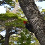 Shore Excursion - National Park Tierra del Fuego - A Detailed Look at the Tierra del Fuego Shore Excursion