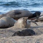 Shore Excursion Peninsula Valdes or Punta Tombo - Private Car - The Experience of Guides and Reviews