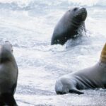 Shore Excursion: Private Day Trip to Peninsula Valdes from Puerto Madryn - The Real Deal: Authenticity and Flexibility