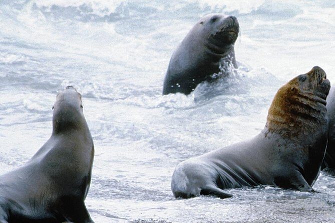 Shore Excursion: Private Day Trip to Peninsula Valdes from Puerto Madryn - The Real Deal: Authenticity and Flexibility