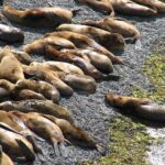 Shore Excursion Punta Loma Sea Lions Reserve Including Puerto Madryn City Tour - A Closer Look at the Experience