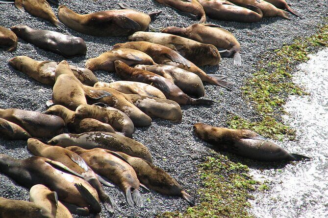 Shore Excursion Punta Loma Sea Lions Reserve Including Puerto Madryn City Tour - A Closer Look at the Experience