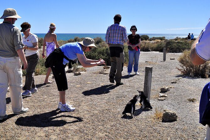 Shore Excursion Punta Tombo cruise passengers Puerto Madryn - The Experience on the Ground