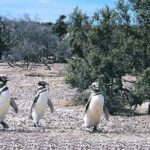 Shore Excursion Punta Tombo Penguin Reserve From Puerto Madryn - Who Should Consider This Tour?