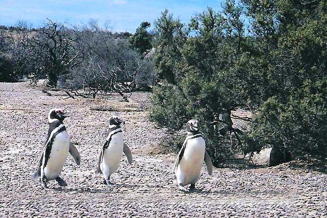 Shore Excursion Punta Tombo Penguin Reserve From Puerto Madryn - Who Should Consider This Tour?