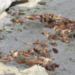 Shore Tour Punta Loma with craft beer tasting - Practical Details: What to Expect