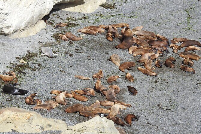 Shore Tour Punta Loma with craft beer tasting - Practical Details: What to Expect