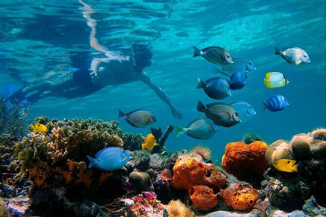 Short Excursion 4-Hour Party Catamaran and Snorkeling - Who Will Love This Tour?