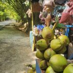 Sight seeing tour through the hills of JAMAICA - Detailed Breakdown of the Itinerary