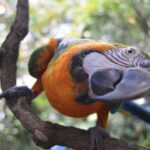 Skip the Line: Rescate Wildlife Rescue Centre General Admission Ticket - FAQ