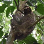 Sloth Adventure From Guanacaste - A Detailed Look at the Sloth Adventure from Guanacaste