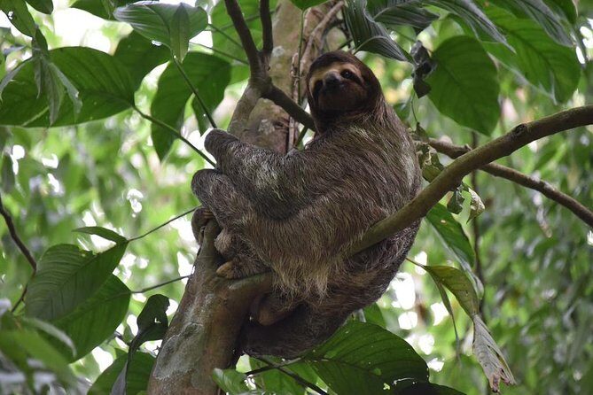 Sloth Adventure From Guanacaste - A Detailed Look at the Sloth Adventure from Guanacaste