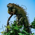 Sloth and Kayak Tour in Punta Uva Beach and Jungle - Who Will Love This Tour?