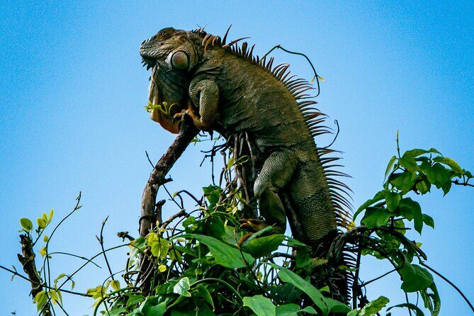 Sloth and Kayak Tour in Punta Uva Beach and Jungle - Who Will Love This Tour?