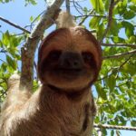 Sloth and Monkey Sanctuary Excursion in Roatan - The Guide and Educational Aspect