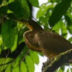 Sloth and Monkey Wild Life Tour - A Walk Through La Fortuna’s Wildlife and Forests
