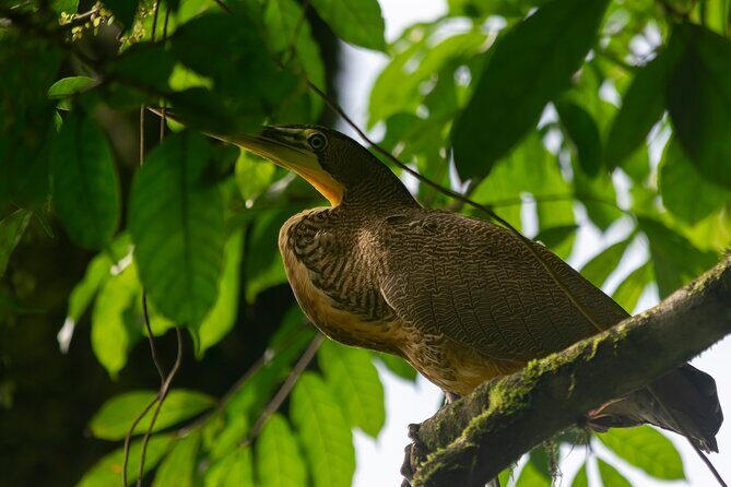 Sloth and Monkey Wild Life Tour - A Walk Through La Fortuna’s Wildlife and Forests