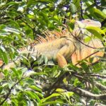 Sloth Discovery Tour in La Fortuna Wildlife - Final Thoughts