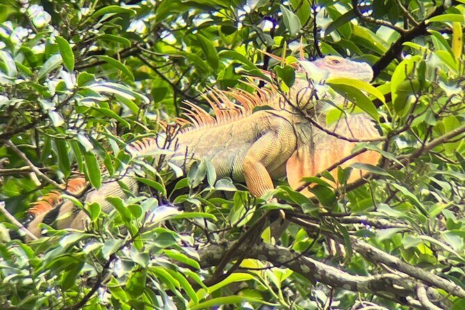 Sloth Discovery Tour in La Fortuna Wildlife - Final Thoughts
