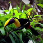 Sloth Encounter & Rainforest Experience - Final Thoughts