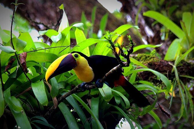 Sloth Encounter & Rainforest Experience - Final Thoughts