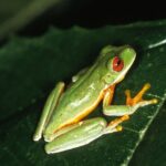 Sloth Farm Watching Tour & Amazimg Waterfall - A Deep Dive into the Experience