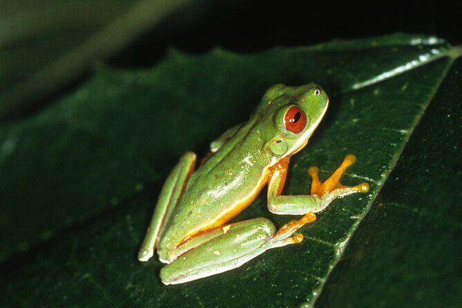 Sloth Farm Watching Tour & Amazimg Waterfall - A Deep Dive into the Experience