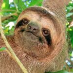 Sloth Search - Exploring the Sloth Search Tour: An In-Depth Look
