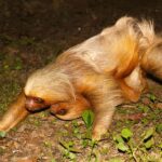 Sloth Search - An In-Depth Look at the Tour