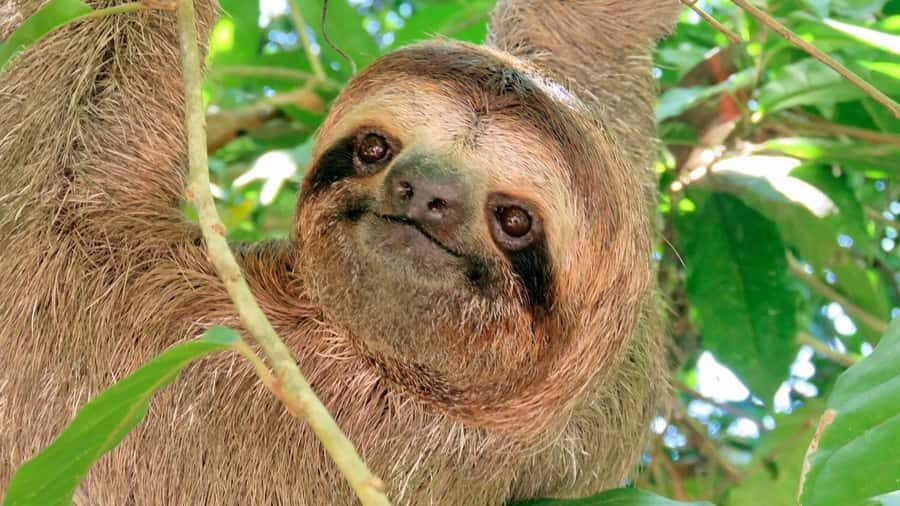 Sloth Search - Exploring the Sloth Search Tour: An In-Depth Look