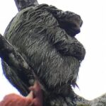 Sloth tour and Wildlife Encounter - A Deep Dive into the Wildlife and Waterfall Tour