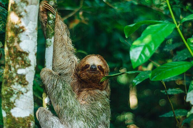 Sloth Tour in La Fortuna and Tortillas Cooking Class - Why This Tour Works for Different Travelers