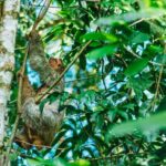 Sloth Tour in La Fortuna - Arenal . NATURAL HABITAT - Final Thoughts: Why Choose the Sloth Tour in La Fortuna?
