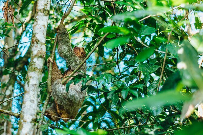 Sloth Tour in La Fortuna - Arenal . NATURAL HABITAT - Final Thoughts: Why Choose the Sloth Tour in La Fortuna?