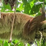 Sloth Tour in La Fortuna Private Guide - Final Thoughts: Is It Worth It?