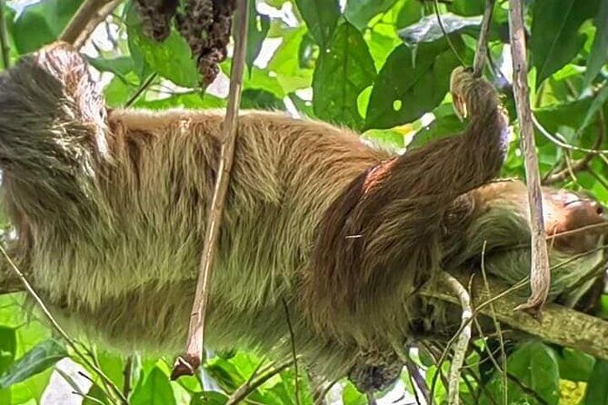 Sloth Tour in La Fortuna Private Guide - Final Thoughts: Is It Worth It?