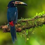 Sloth Tour in the Rainforest from Costa Rica - Why It’s a Great Value