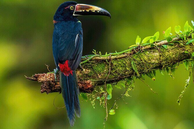 Sloth Tour in the Rainforest from Costa Rica - Why It’s a Great Value