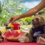 Sloth Watching Tour Experience Costa Rica - FAQ