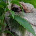 Sloth Watching Trail - The Sum Up
